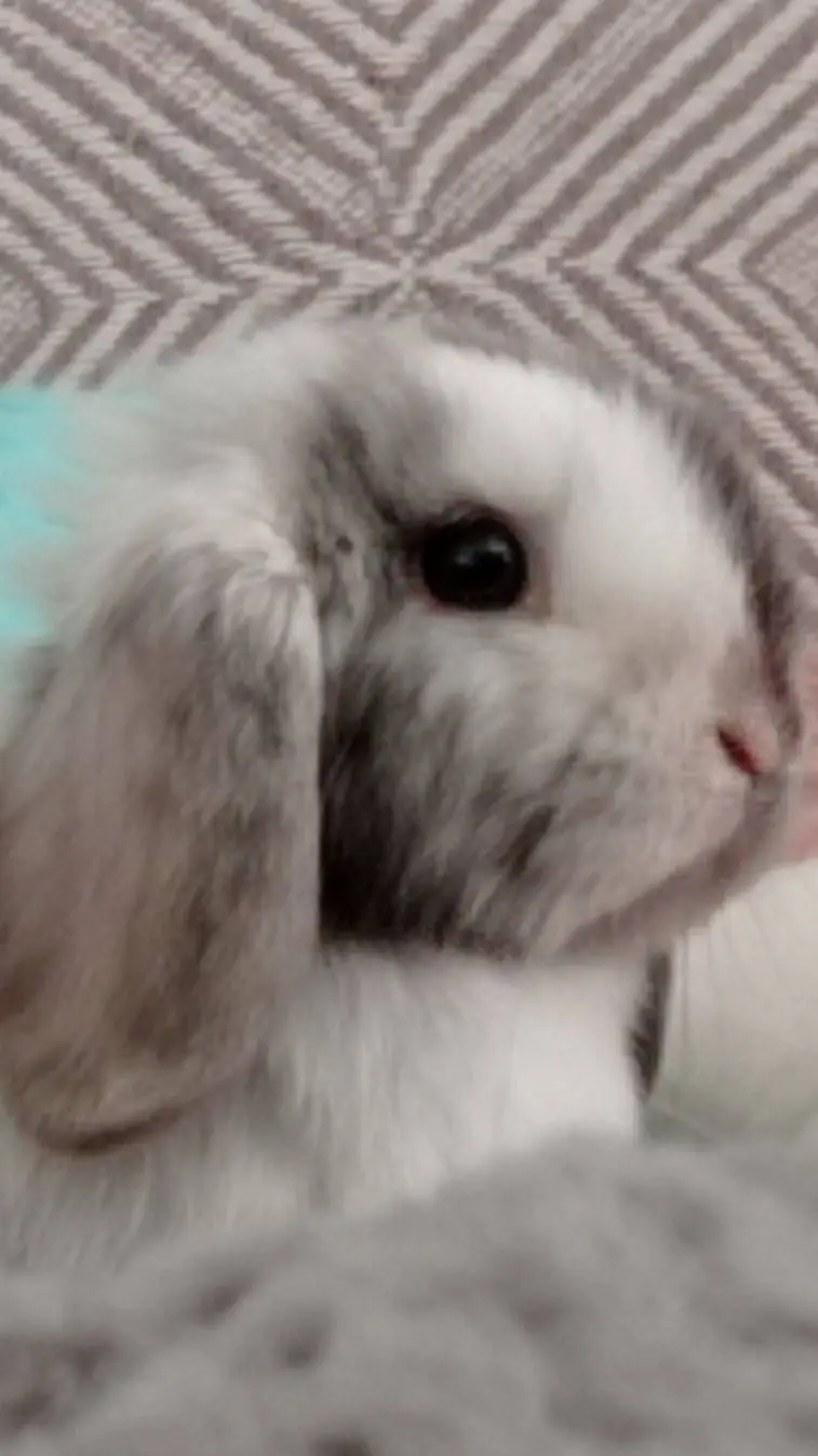 ai character: Melissa/Bunny background