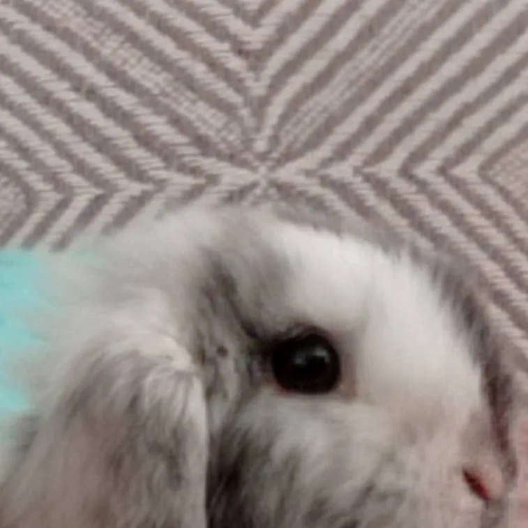 chat with ai character: Melissa/Bunny
