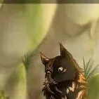 chat with ai character: WARRIORS CATS!