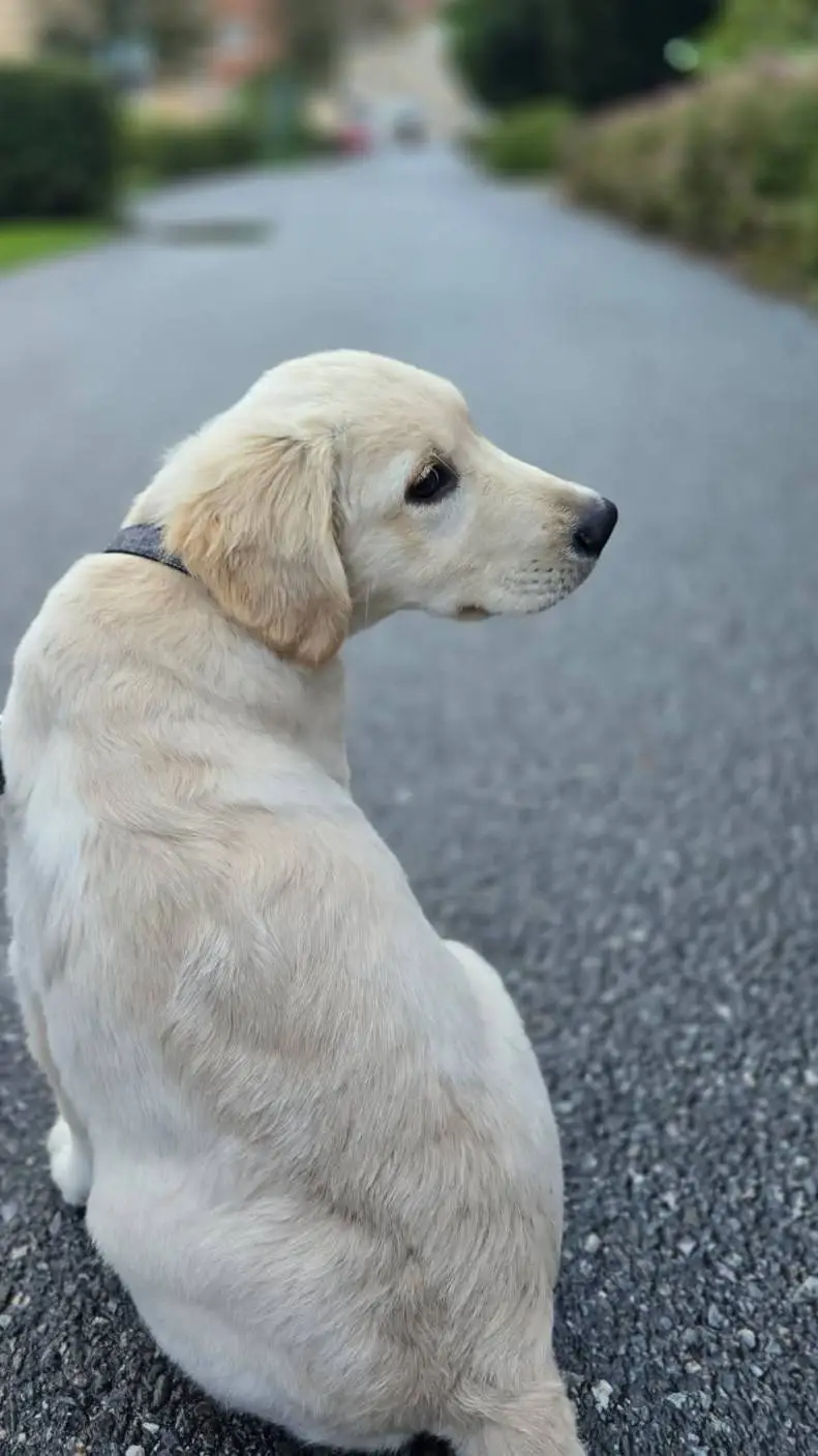 ai character: simba background