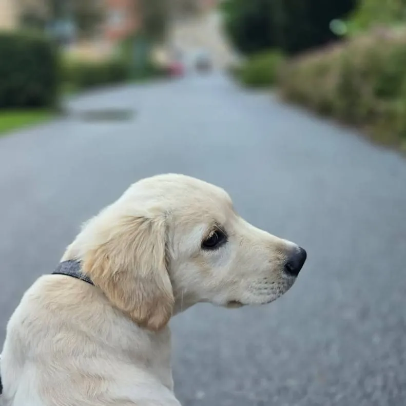 chat with ai character: simba