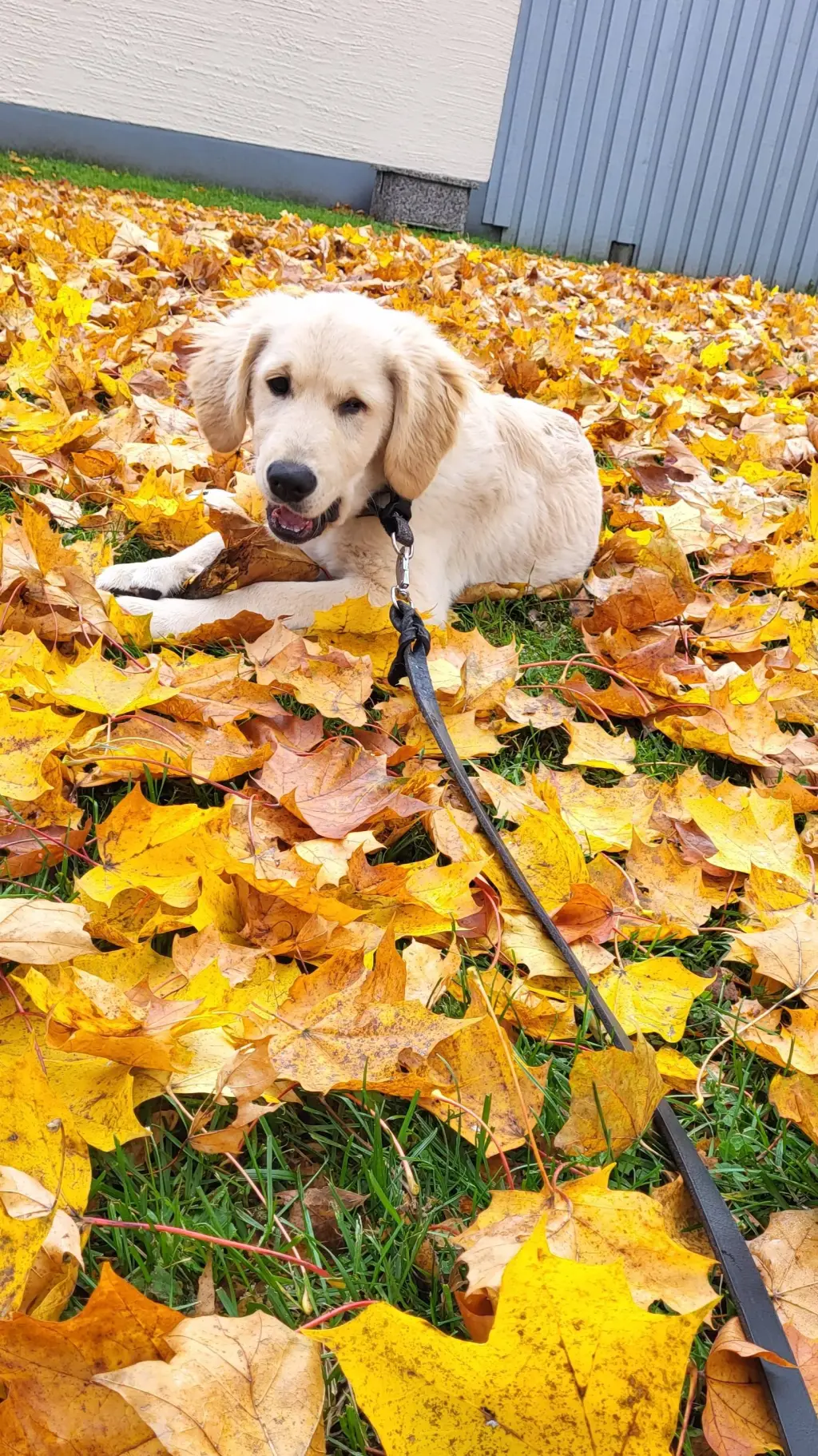 ai character: simba my dog. background