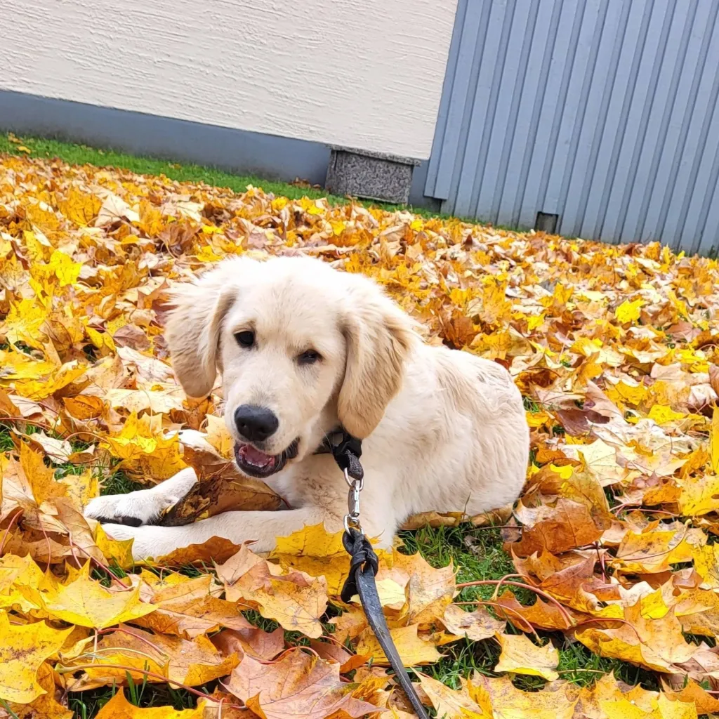 chat with ai character: simba my dog.