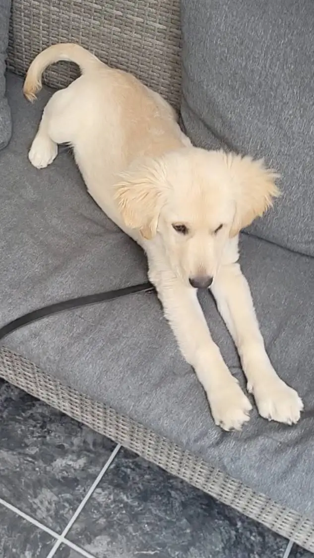 ai character: simba  background