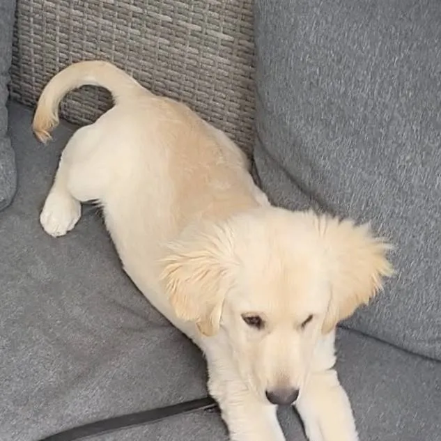 chat with ai character: simba 