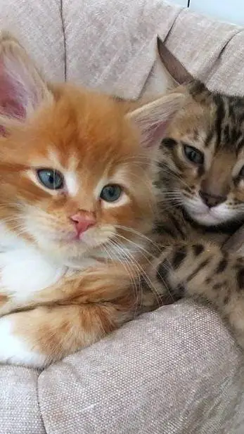 ai character: cat family  background