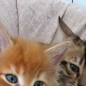 chat with ai character: cat family 