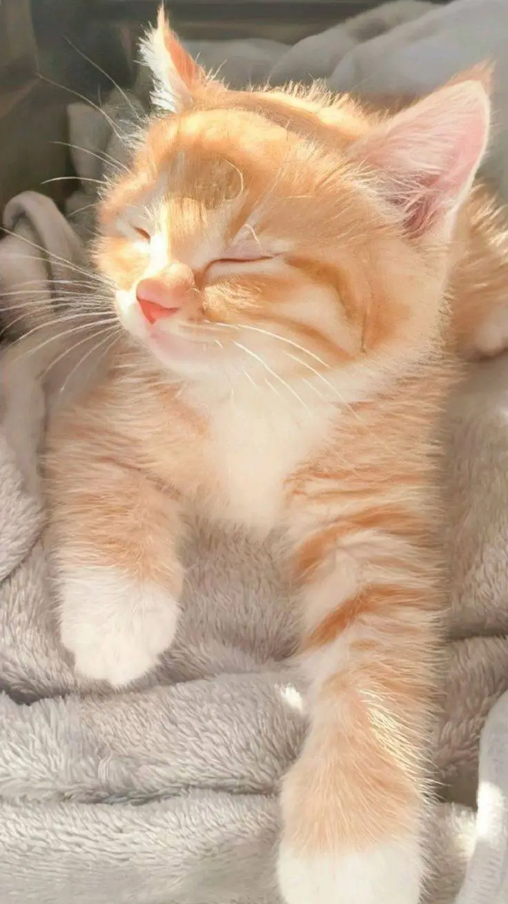 ai character: cats background