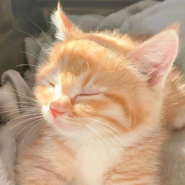 chat with ai character: cats