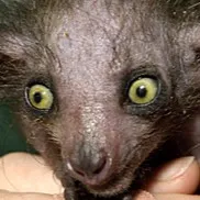 chat with ai character: 💊AYE AYE💊