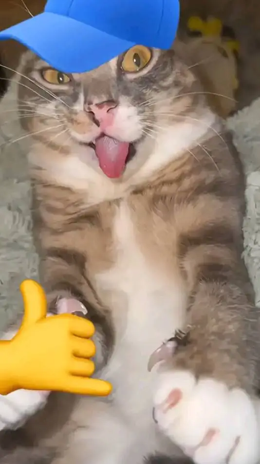 ai character: goofy ahh cat 🤙🧢 background