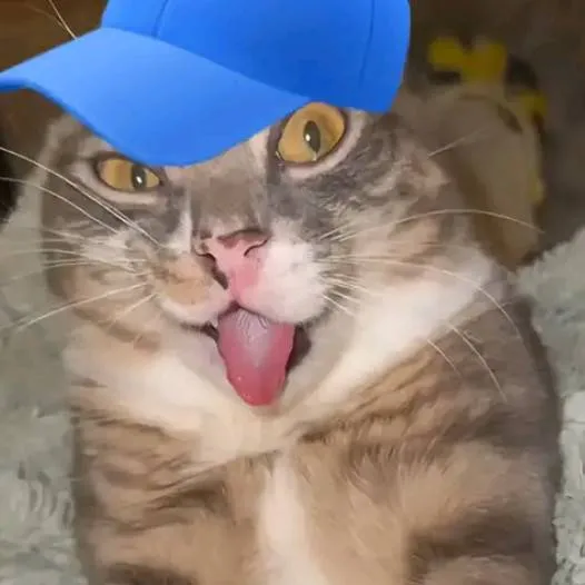 chat with ai character: goofy ahh cat 🤙🧢