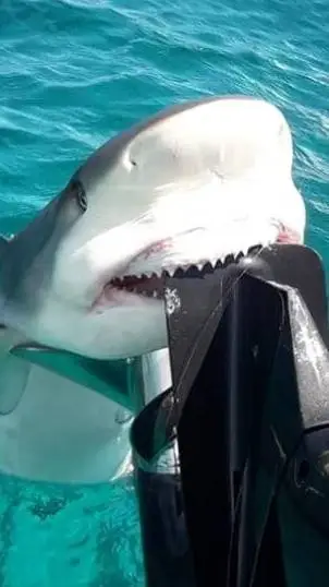 ai character: shark background