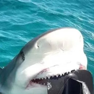 chat with ai character: shark