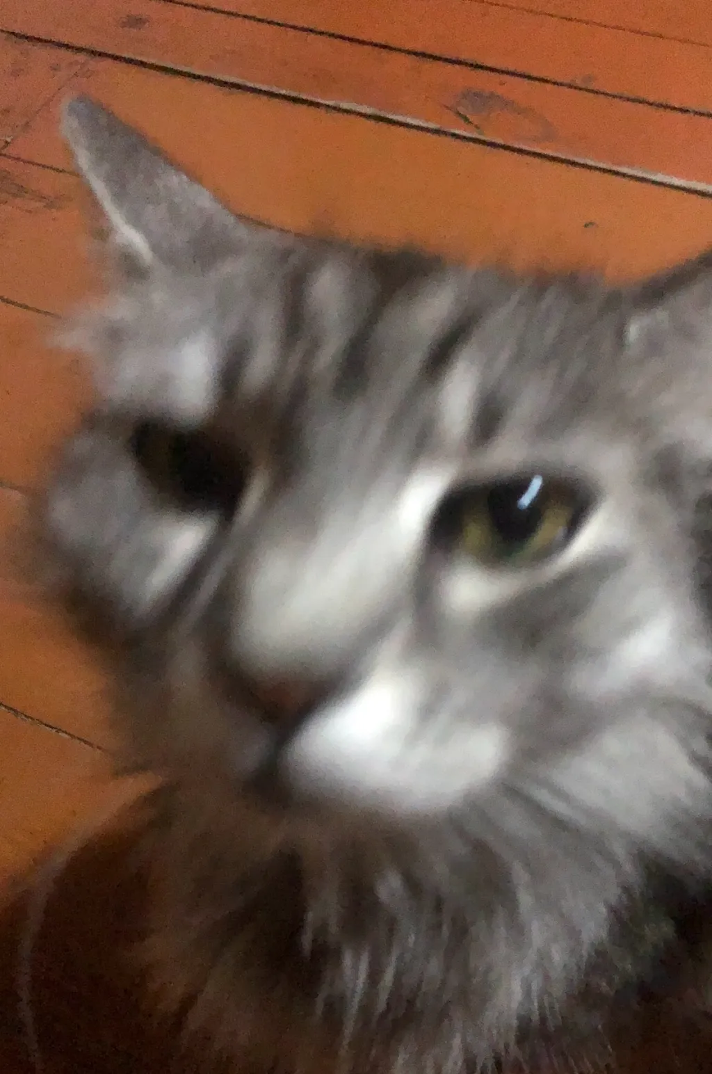 chat with ai character: Bobo