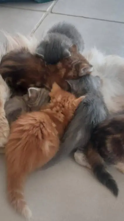 ai character: Arès background