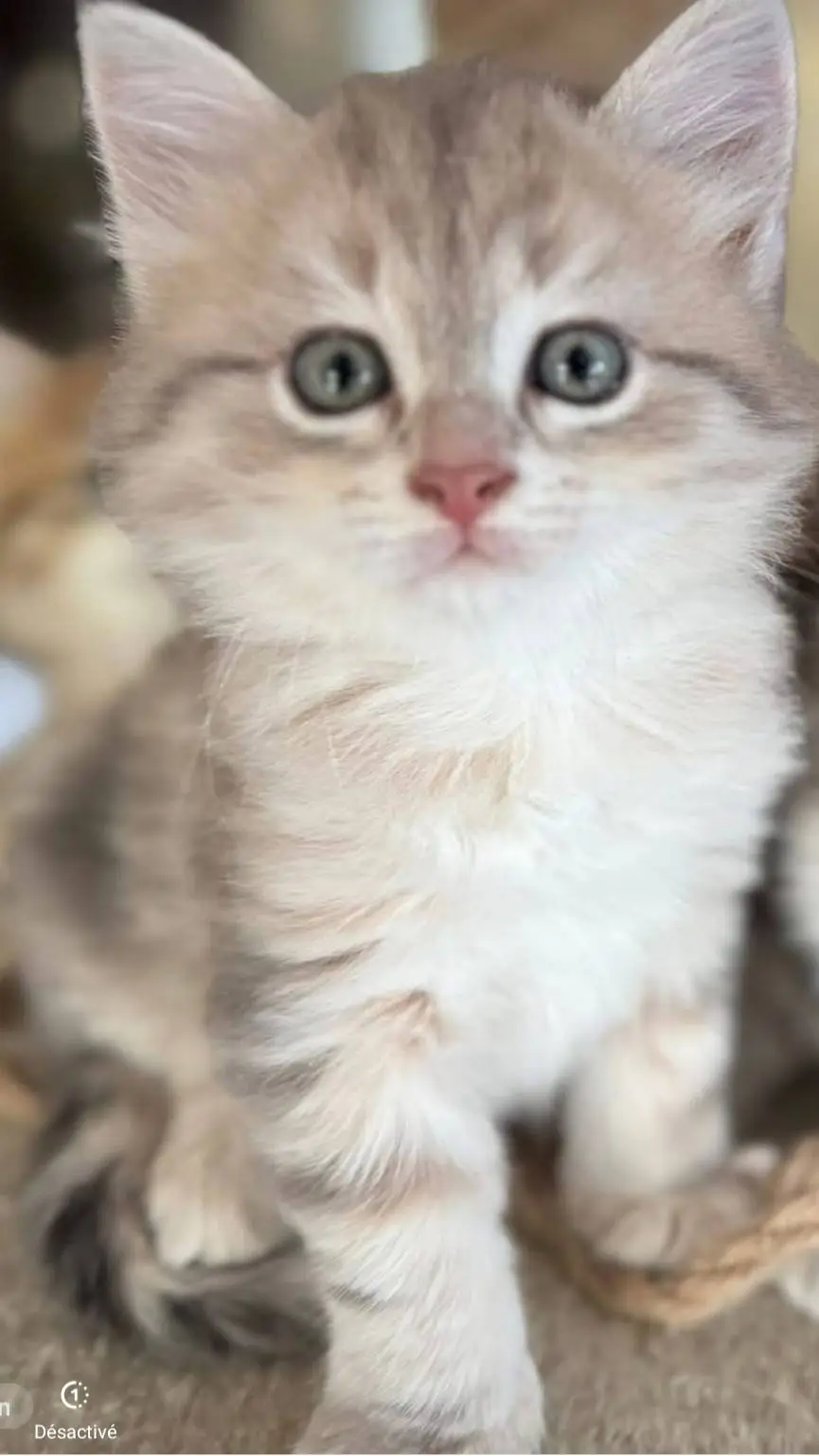 ai character: Arès  background