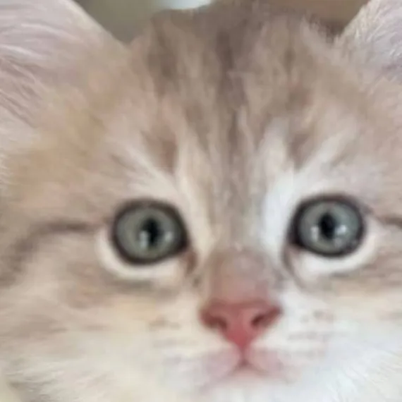 chat with ai character: Arès 