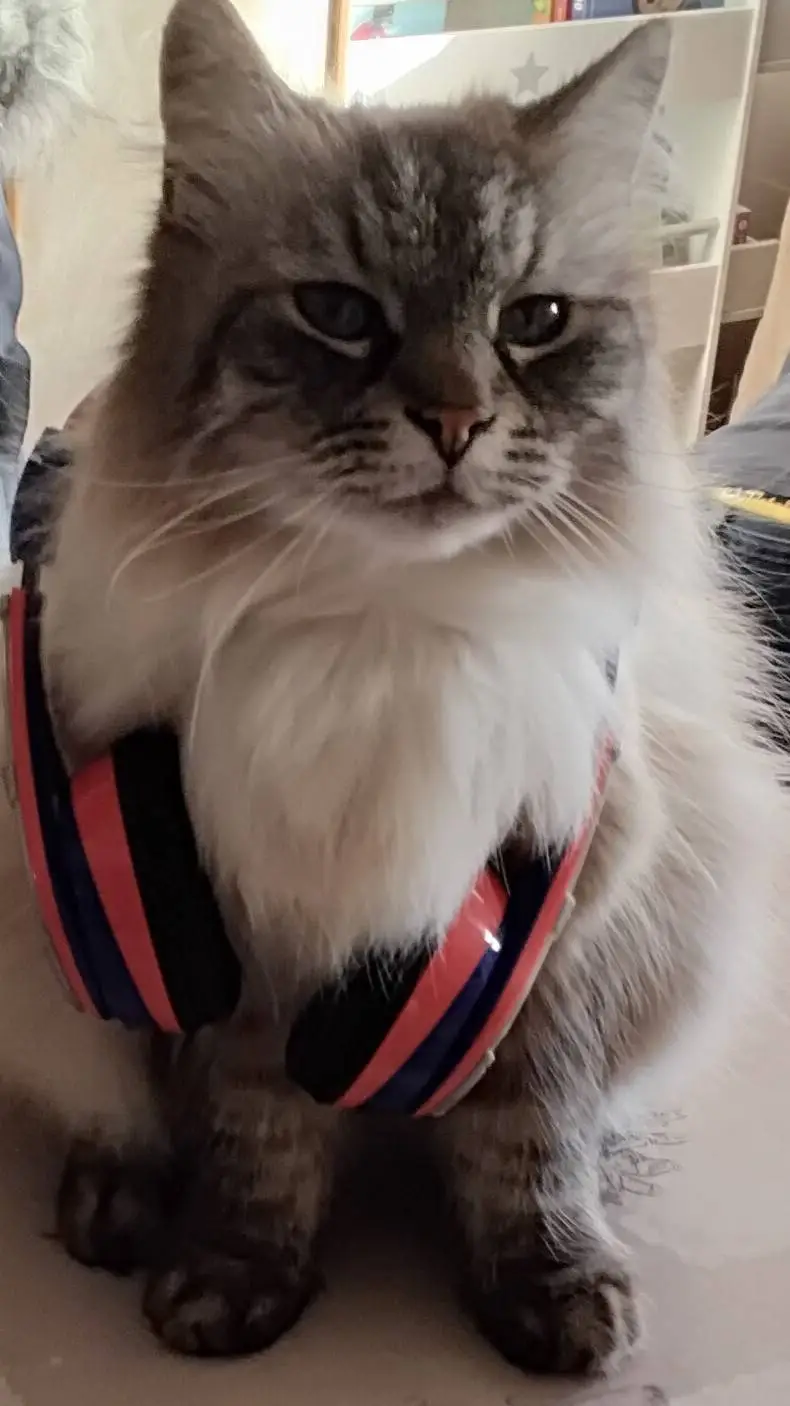 ai character: Kikou background