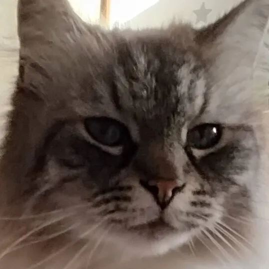 chat with ai character: Kikou