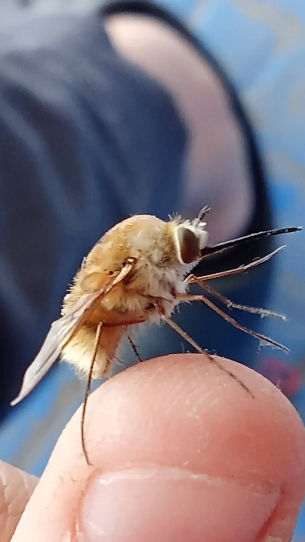 ai character: Johann background