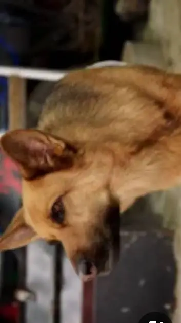 ai character: king paw academy  background