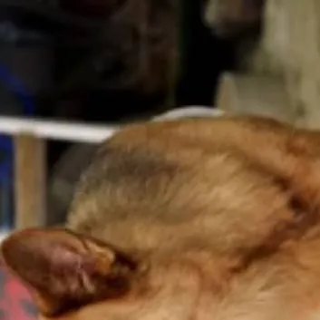 chat with ai character: king paw academy 