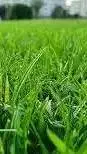 ai character: grass roaster background