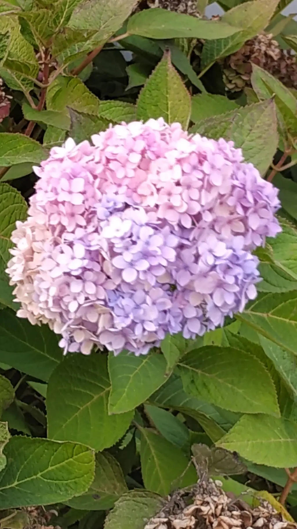 ai character: Blank Dummy  background