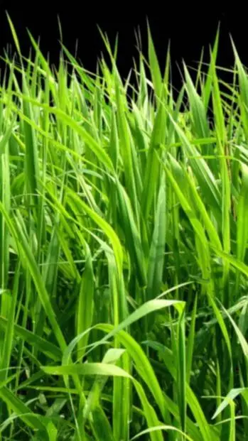 ai character: touch grass background