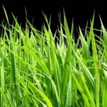 chat with ai character: touch grass