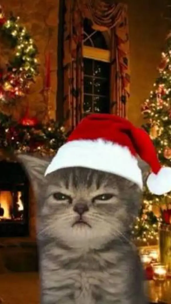 ai character: Christmas cat 🎄 background