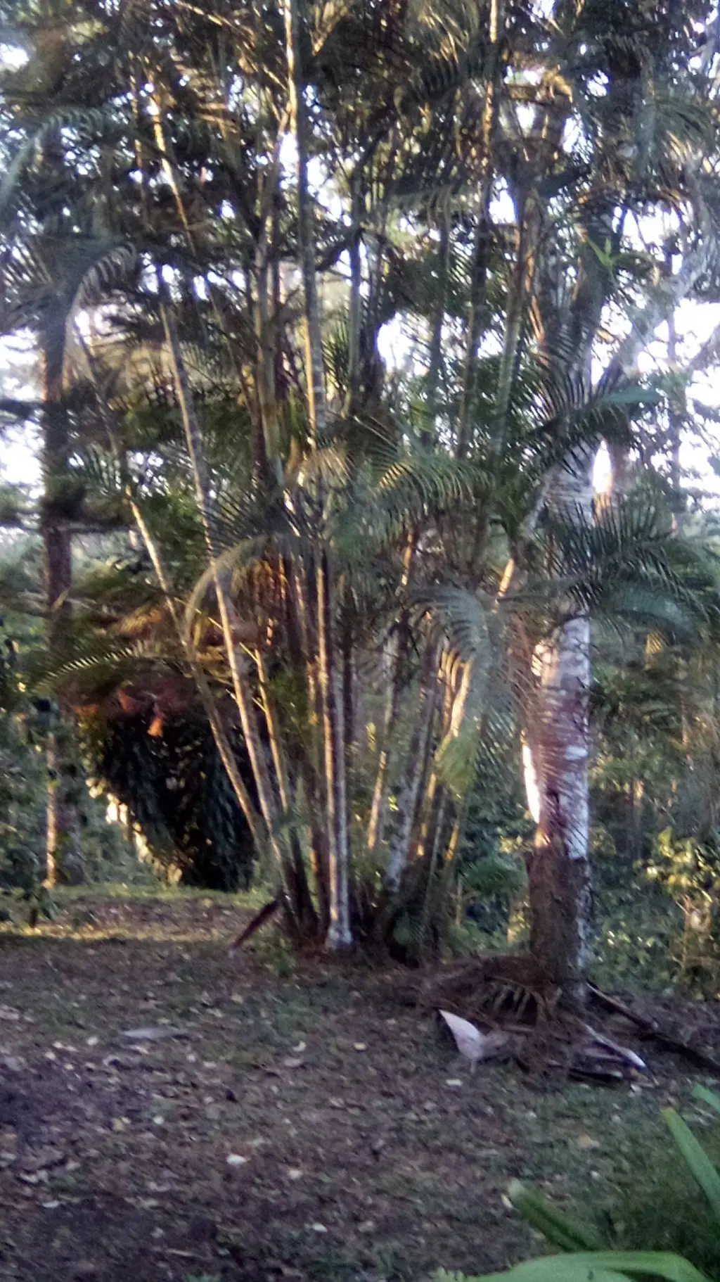 ai character: pasto background