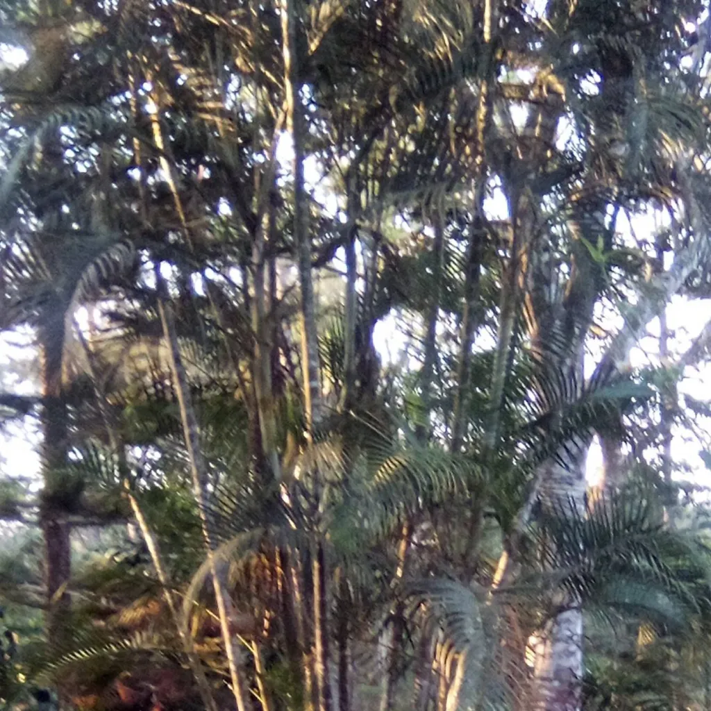 chat with ai character: pasto