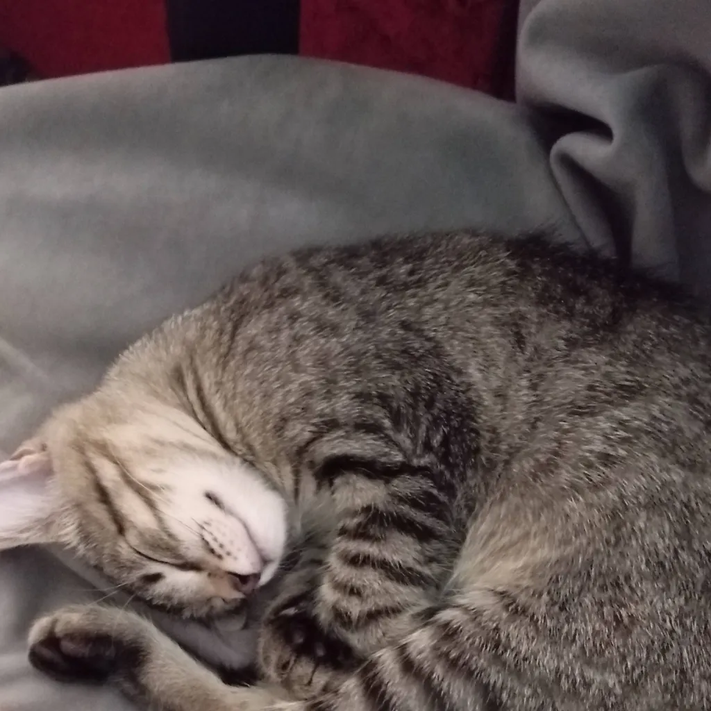 chat with ai character: Тиша