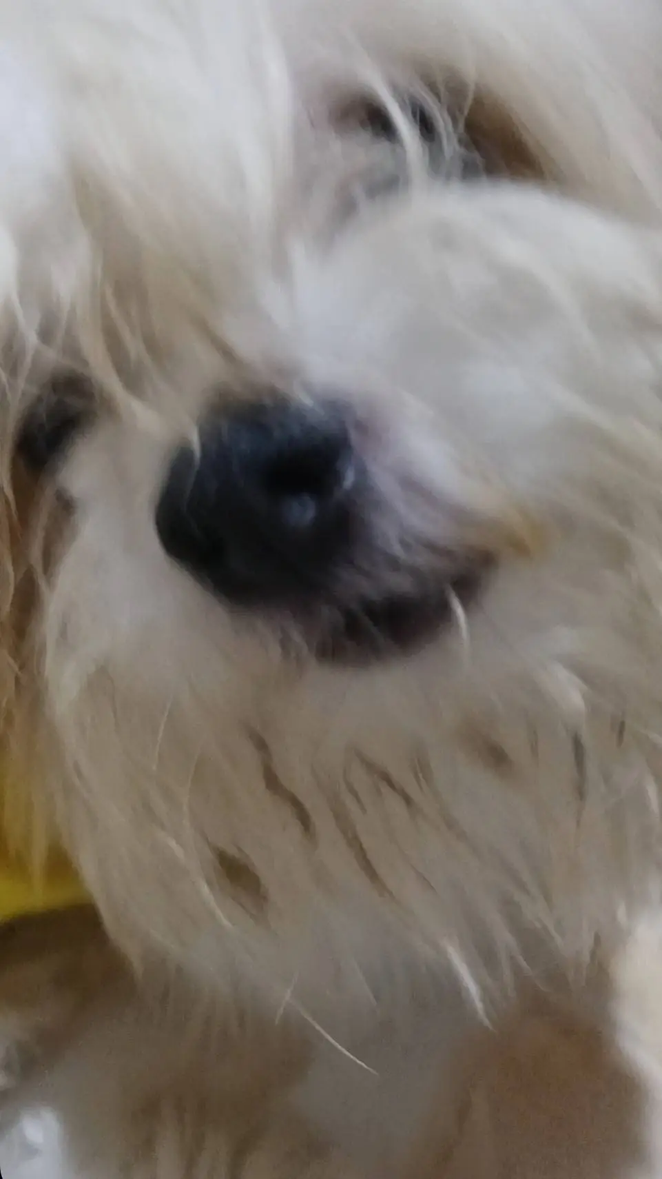 ai character: gc background