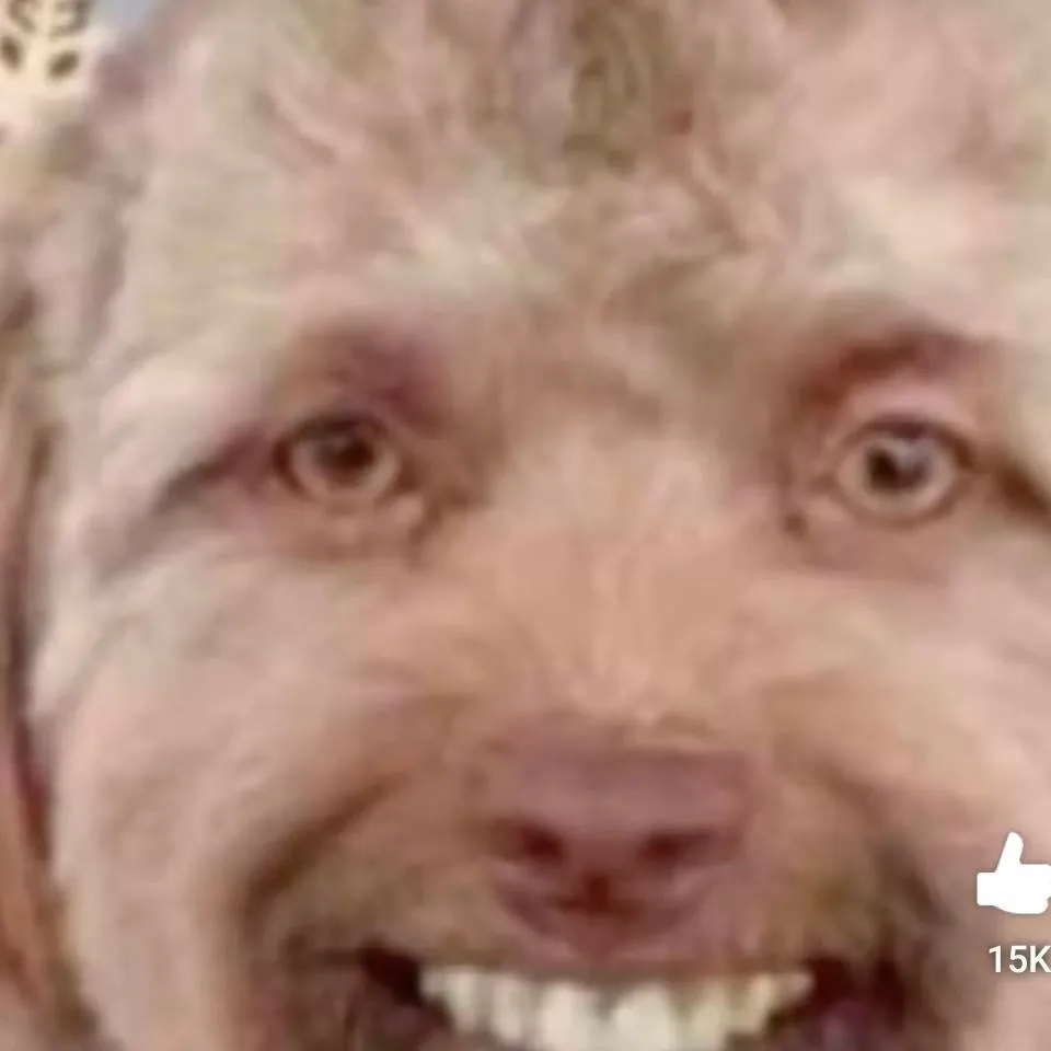 chat with ai character: your local Karen 