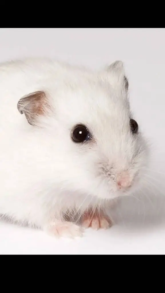 Talkie AI - Chat with SnowBall