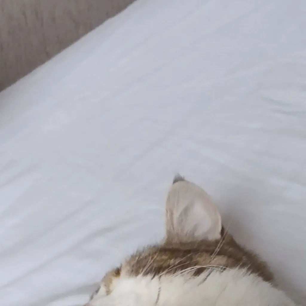chat with ai character: котик>:)