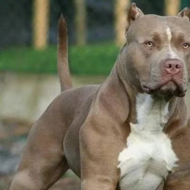 chat with ai character: Pitbull