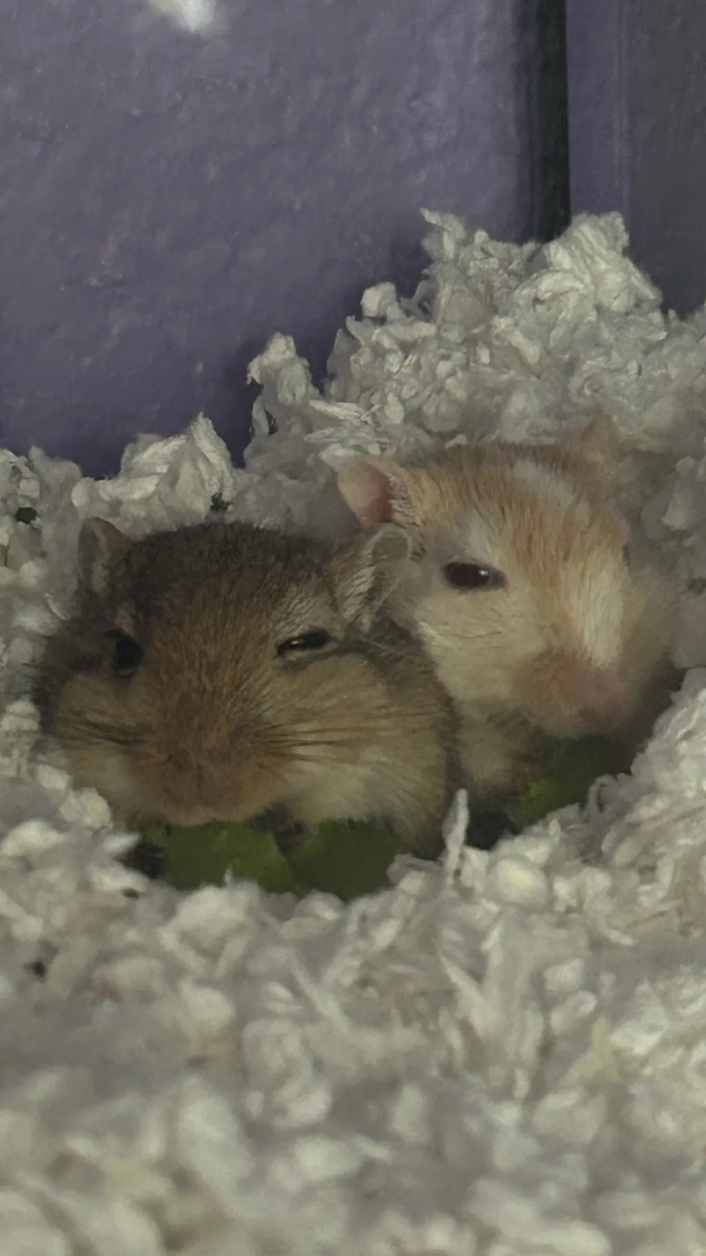 Talkie AI - Chat with Pumpkin & Remi
