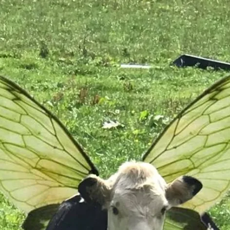 chat with ai character: cow+butterfly