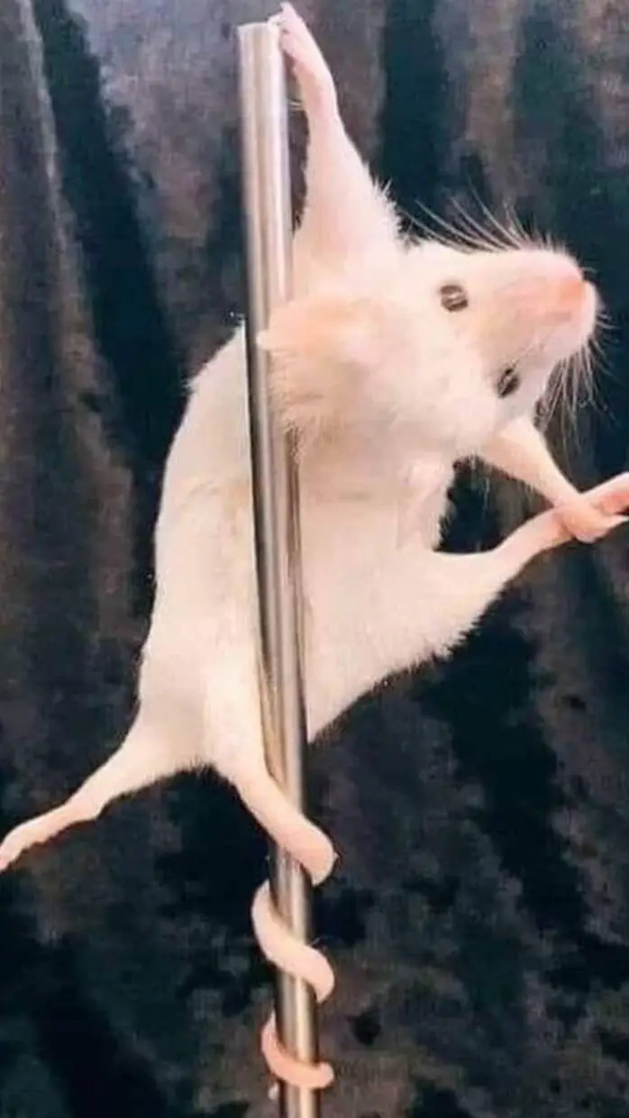 ai character: FS chaos?! background