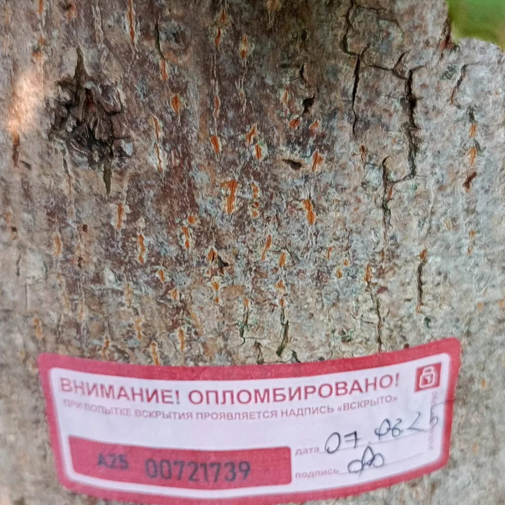 chat with ai character: Пломба