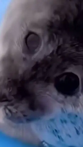 ai character: Тюлень background