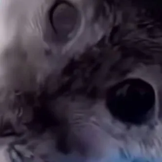 chat with ai character: Тюлень