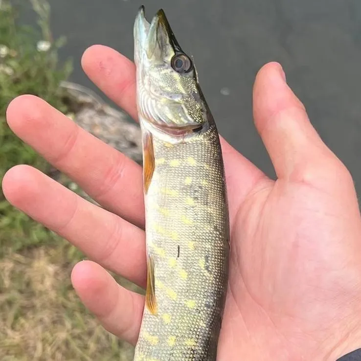 chat with ai character: fisherman