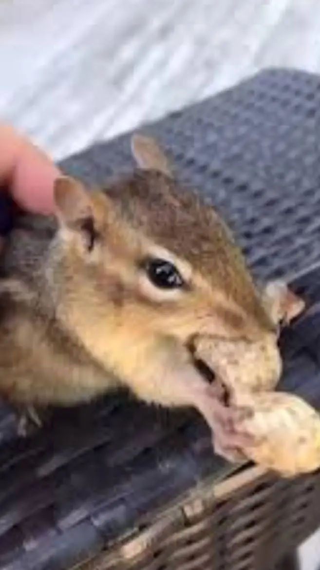 ai character: Chipmunk  background