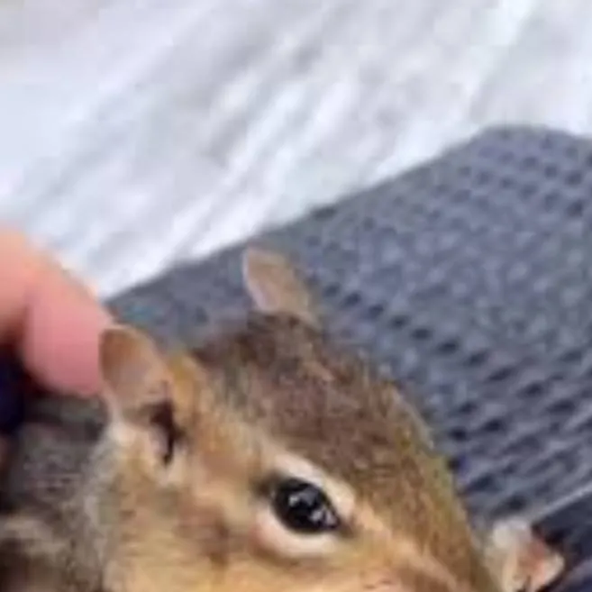 chat with ai character: Chipmunk 