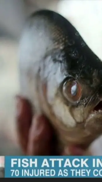 ai character: KILLER FISH background